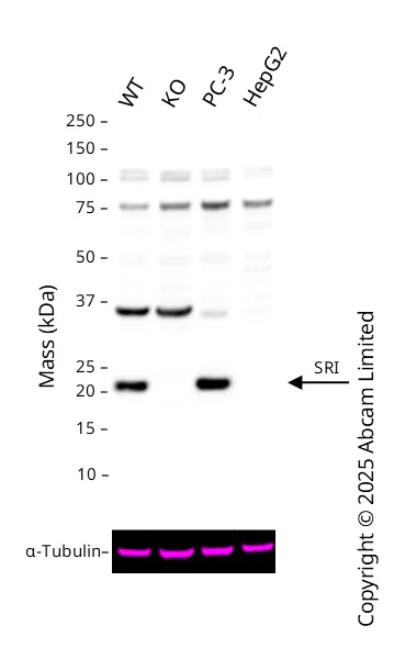 Western blot - Anti-SR1 antibody (AB71983)