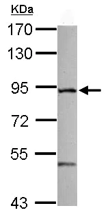 Western blot - Anti-SR3 antibody (AB102599)