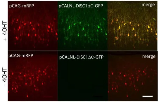 Cellular Activation - SR95531 (Gabazine), GABAA antagonist (AB120042)