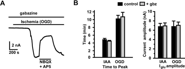 Functional Studies - SR95531 (Gabazine), GABAA antagonist (AB120042)