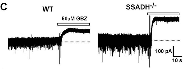 Functional Studies - SR95531 (Gabazine) (mM/ml), GABAA antagonist (AB144487), expandable thumbnail