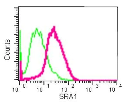 Flow Cytometry (Intracellular) - Anti-SRAP antibody [EPR11776] (AB183725)
