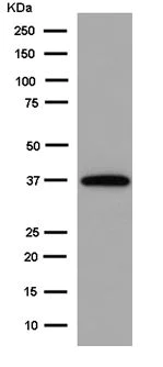 Western blot - Anti-SRAP antibody [EPR11776] (AB183725)
