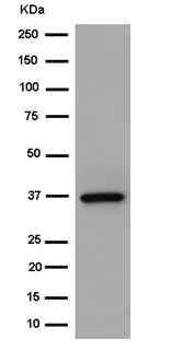 Western blot - Anti-SRAP antibody [EPR11776] (AB183725)