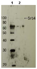 Western blot - Anti-SRB4 antibody (AB63812), expandable thumbnail