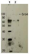 Western blot - Anti-SRB4 antibody (AB63812)