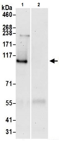 Immunoprecipitation - Anti-SRBD1 antibody (AB241572)