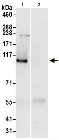 Immunoprecipitation - Anti-SRBD1 antibody (AB241572)