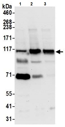 Western blot - Anti-SRBD1 antibody (AB241572)