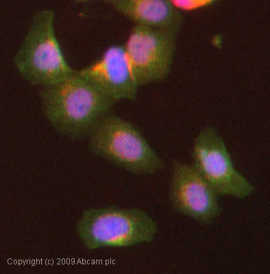 Immunocytochemistry/ Immunofluorescence - Anti-Src antibody (AB47405)
