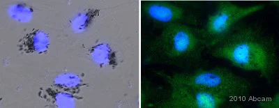 Immunocytochemistry/ Immunofluorescence - Anti-Src antibody (AB47405)