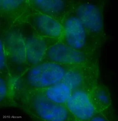 Immunocytochemistry/ Immunofluorescence - Anti-Src antibody (AB47405)