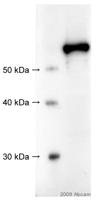 Western blot - Anti-Src antibody (AB47405)