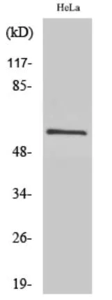 Western blot - Anti-Src antibody (AB47405)