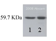 Western blot - Anti-Src antibody [Clone 327] (AB16885)