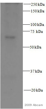 Western blot - Anti-Src antibody [Clone 327] (AB16885)