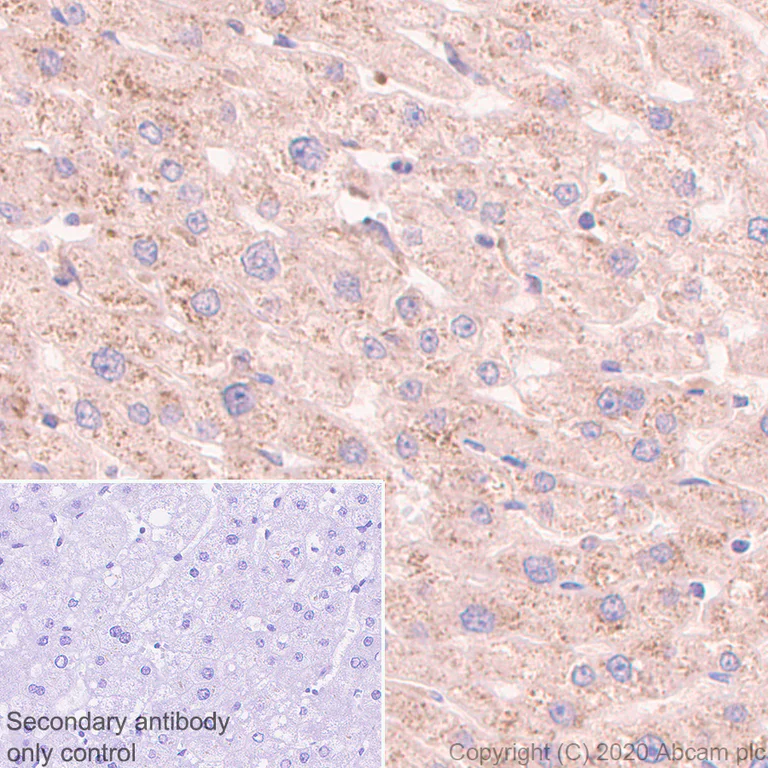 Immunohistochemistry (Formalin/PFA-fixed paraffin-embedded sections) - Anti-Src antibody [EGTR103] - BSA and Azide free (AB222221)