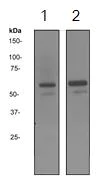 Western blot - Anti-Src antibody [EGTR103] - BSA and Azide free (AB222221)
