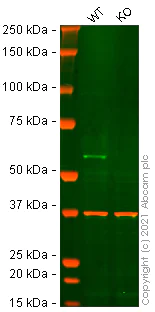 Western blot - Anti-Src antibody [EGTR103] - BSA and Azide free (AB222221)