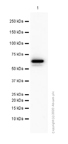 Western blot - Anti-Src antibody [EGTR103] - BSA and Azide free (AB222221)