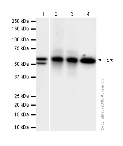 Western blot - Anti-Src antibody [EGTR103] - BSA and Azide free (AB222221)