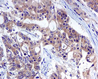 Immunohistochemistry (Formalin/PFA-fixed paraffin-embedded sections) - Anti-Src antibody [EPR5496] (AB109381), expandable thumbnail