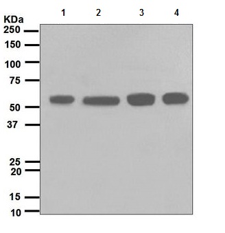 Western blot - Anti-Src antibody [EPR5496] (AB109381), expandable thumbnail
