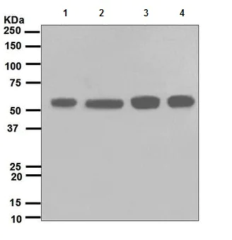 Western blot - Anti-Src antibody [EPR5496] (AB109381)