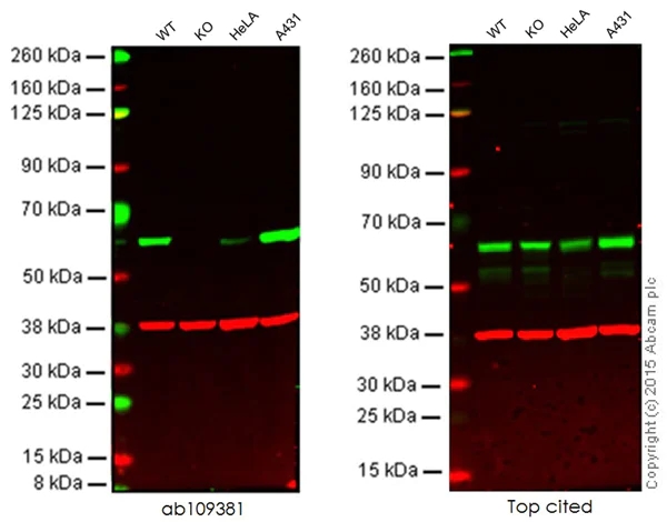 Western blot - Anti-Src antibody [EPR5496] (AB109381)