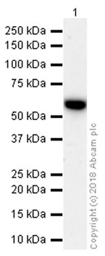Western blot - Anti-Src antibody [EPR5496] (ab109381), expandable thumbnail