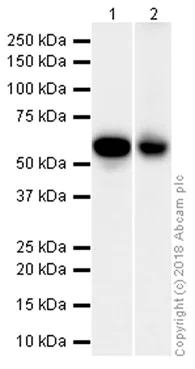 Western blot - Anti-Src antibody [EPR5496] (AB109381)