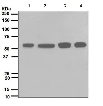 Western blot - Anti-Src antibody [EPR5496] - BSA and Azide free (AB222220)