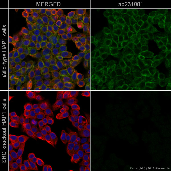 Immunocytochemistry/ Immunofluorescence - Anti-Src antibody [GD11] - BSA and Azide free (AB269563)
