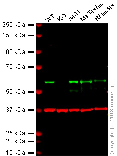 Western blot - Anti-Src antibody [GD11] - BSA and Azide free (AB269563)