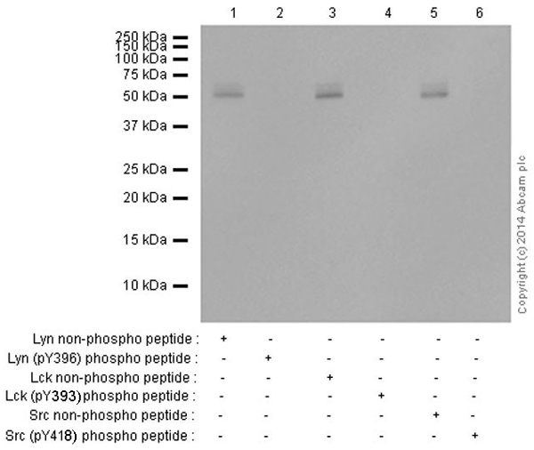 Western blot - Anti-SRC Family (phospho Y418) antibody [EP503Y] (AB40660)
