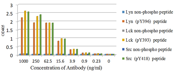 ELISA - Anti-SRC Family (phospho Y418) antibody [EP503Y] - BSA and Azide free (AB239824), expandable thumbnail