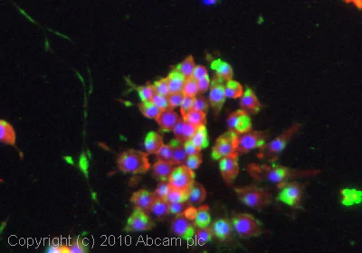 Immunocytochemistry/ Immunofluorescence - Anti-SRC Family (phospho Y418) antibody [EP503Y] - BSA and Azide free (AB239824)