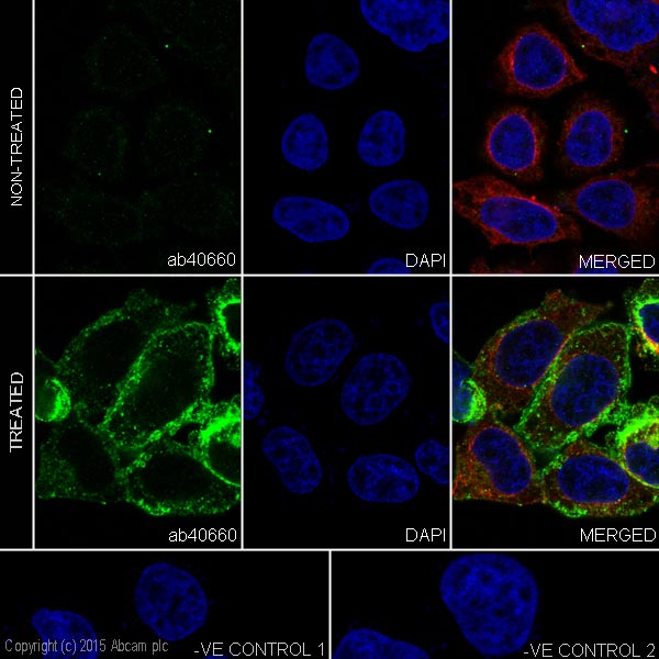 Immunocytochemistry/ Immunofluorescence - Anti-SRC Family (phospho Y418) antibody [EP503Y] - BSA and Azide free (AB239824), expandable thumbnail