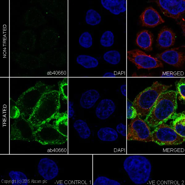Immunocytochemistry/ Immunofluorescence - Anti-SRC Family (phospho Y418) antibody [EP503Y] - BSA and Azide free (AB239824)