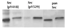 Western blot - Anti-Src (phospho Y419) antibody (AB4816)