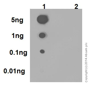 Dot Blot - Anti-Src (phospho Y419) antibody [EPR17734] (AB185617)