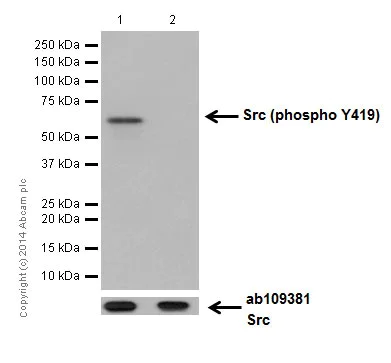 Western blot - Anti-Src (phospho Y419) antibody [EPR17734] (AB185617)