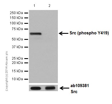 Western blot - Anti-Src (phospho Y419) antibody [EPR17734] (AB185617), expandable thumbnail