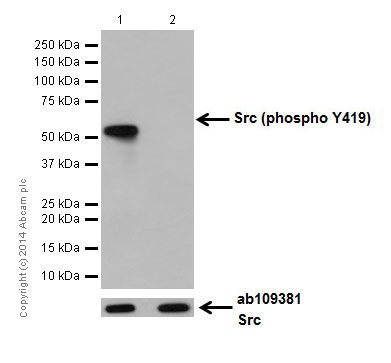 Western blot - Anti-Src (phospho Y419) antibody [EPR17734] (AB185617), expandable thumbnail