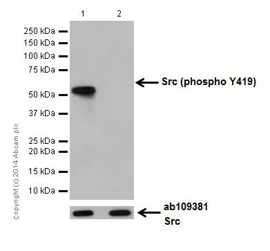 Western blot - Anti-Src (phospho Y419) antibody [EPR17734] (AB185617)