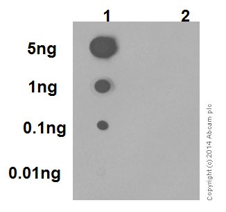 Dot Blot - Anti-Src (phospho Y419) antibody [EPR17734] - BSA and Azide free (AB209615), expandable thumbnail