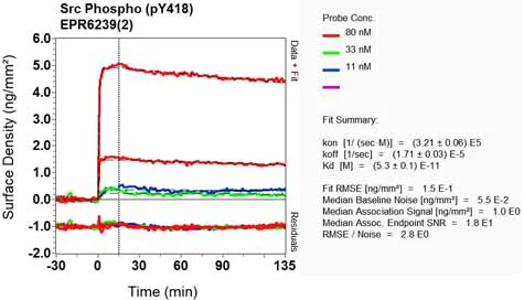 OI-RD Scanning - Anti-Src (phospho Y419) antibody [EPR6239(2)] - BSA and Azide free (AB248506)