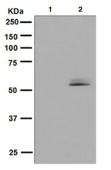 Western blot - Anti-Src (phospho Y419) antibody [EPR6239(2)] - BSA and Azide free (AB248506)