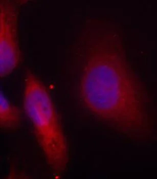 Immunocytochemistry/ Immunofluorescence - Anti-Src (phospho Y529) antibody (AB194739)