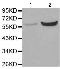 Western blot - Anti-Src (phospho Y529) antibody (AB194739)